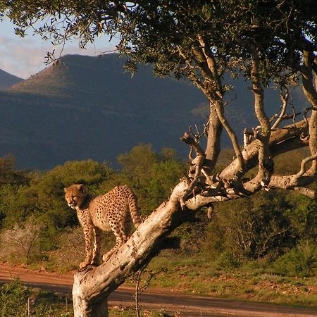 Samara Karoo Reserve Храфф-Рейнет Экстерьер фото