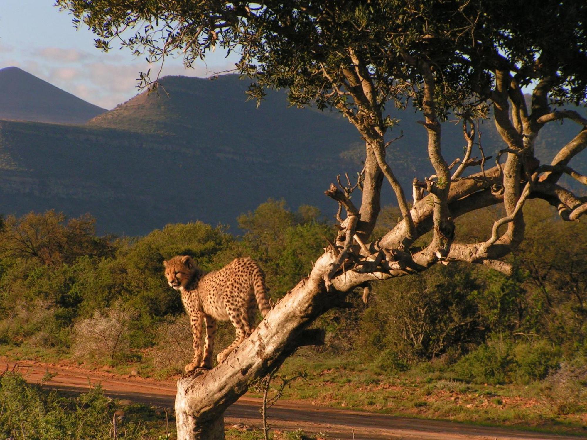 Samara Karoo Reserve Храфф-Рейнет Экстерьер фото